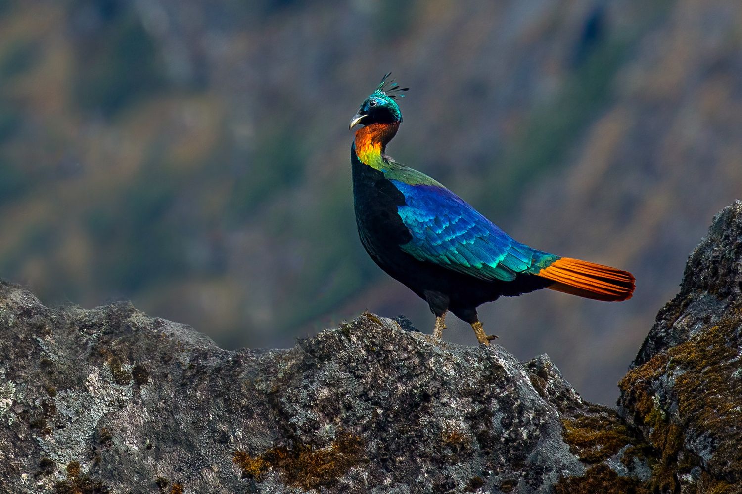 Himalayan Monal: Nepal's National Bird and a Jewel of the Himalayas